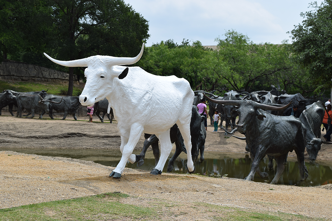 Pioneer Plaza Dallas longhorn cattle drive sculpture vinyl wrap white steer by Architectural Wraps